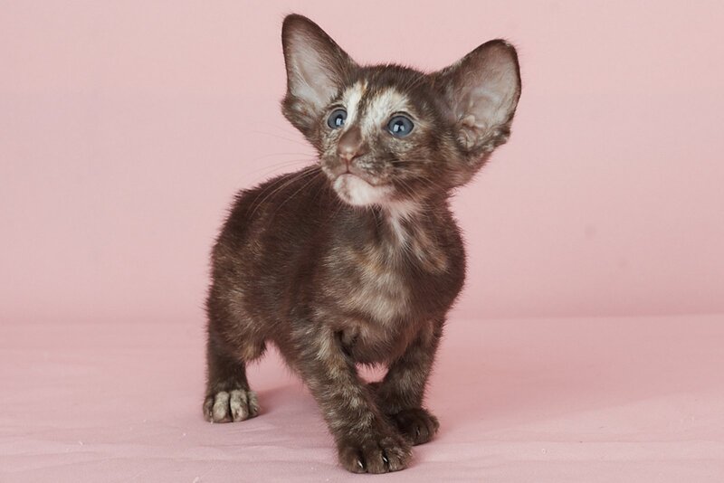 Queen Oriental Shorthair female chocolate tortie - live animals