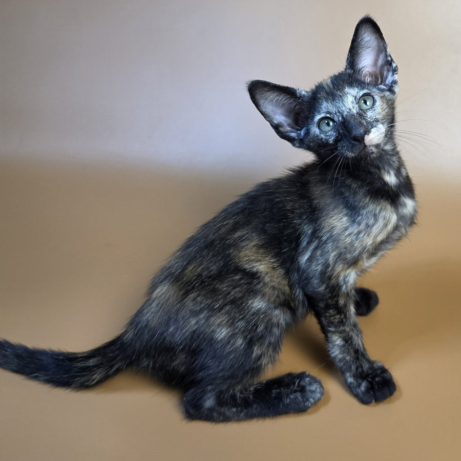 Esmeralda Oriental Shorthair female, black tortie