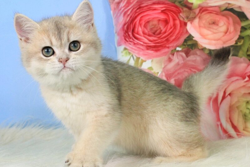 Princess British Shorthair female blue golden shaded - live animals