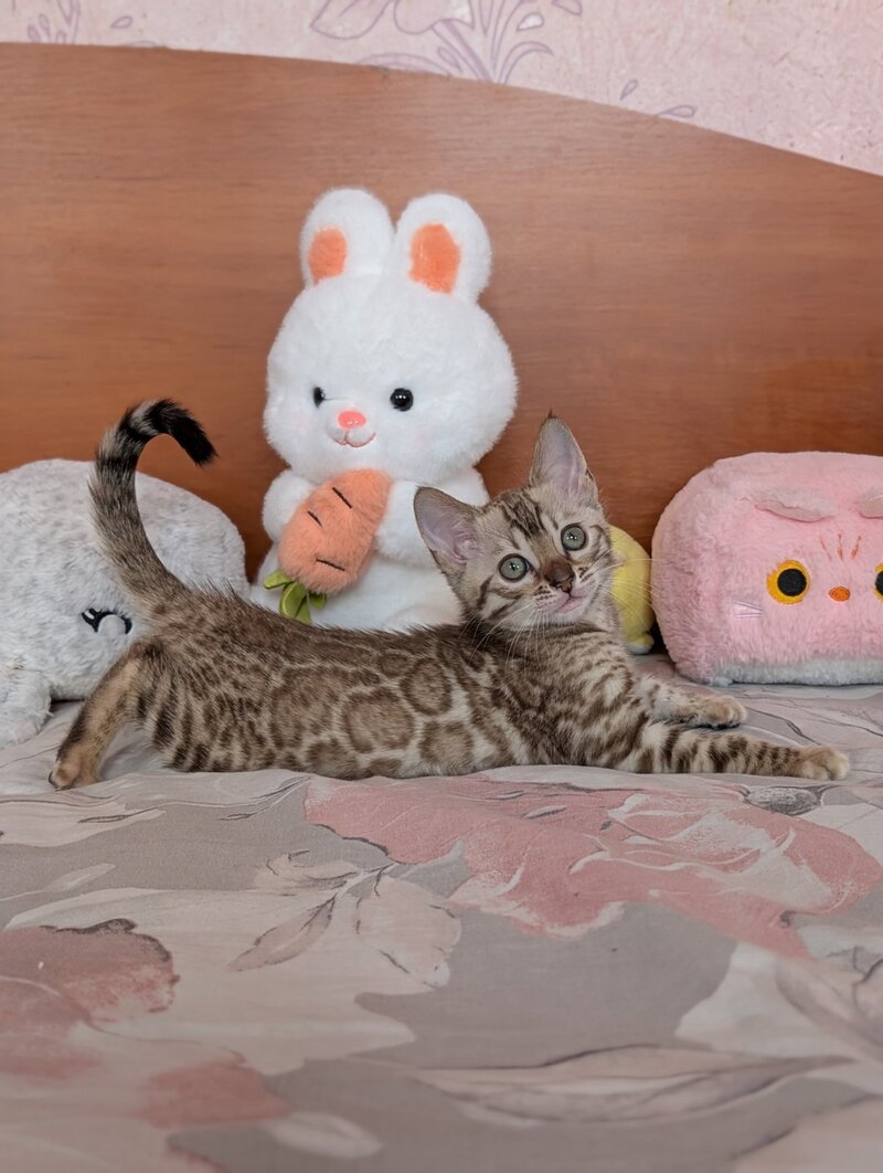 Wendy Bengal female black silver spotted tabby pointed live animals