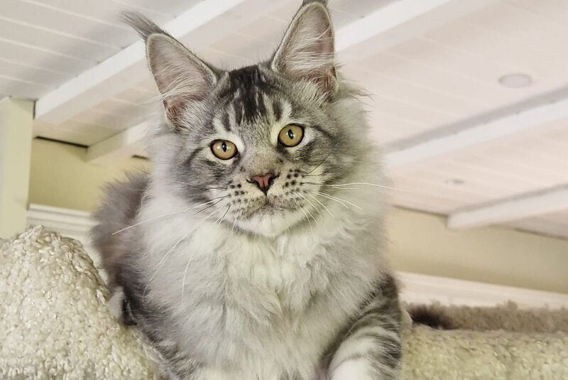 Arseny Maine Coon male, black silver ticked tabby