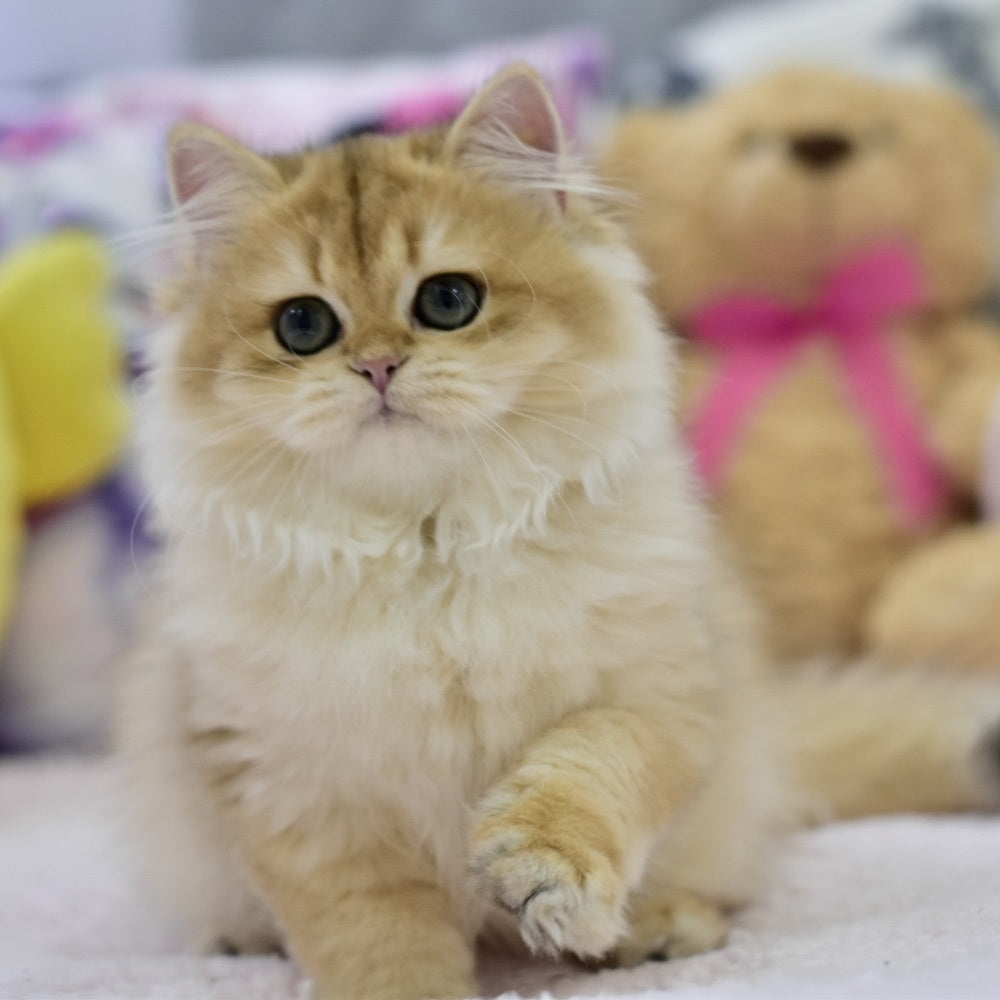 Jessy British Longhair female, black golden chinchilla