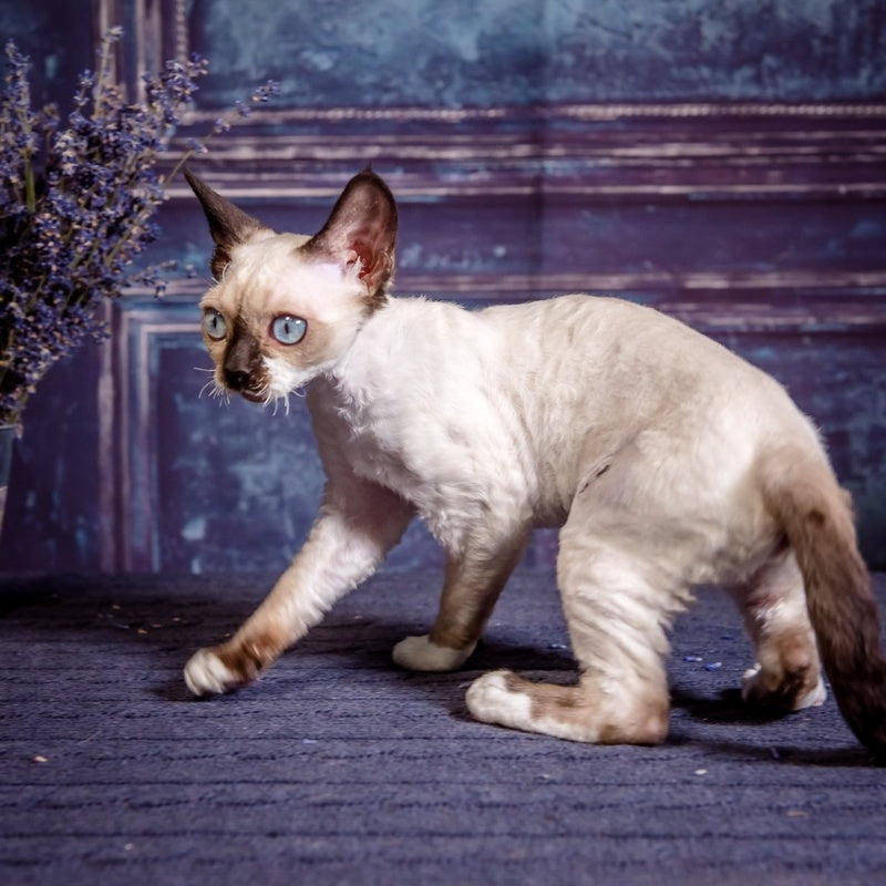 Iriska Devon Rex female, chocolate bicolour pointed
