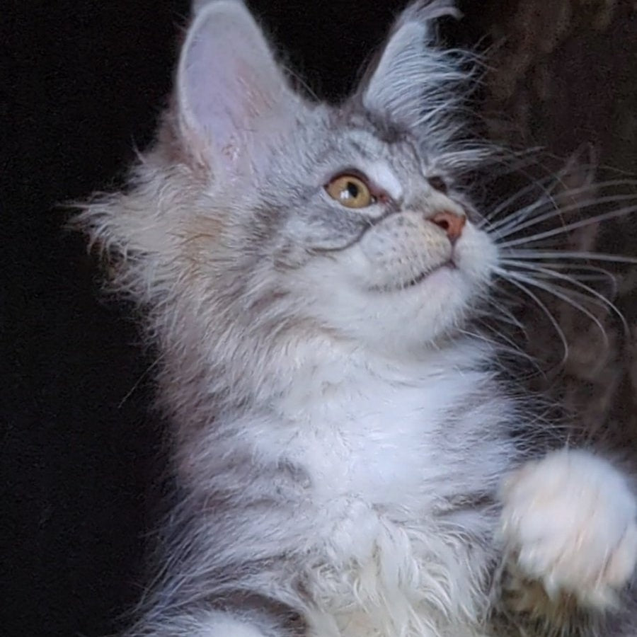 Irida Maine Coon female, black silver tabby with white