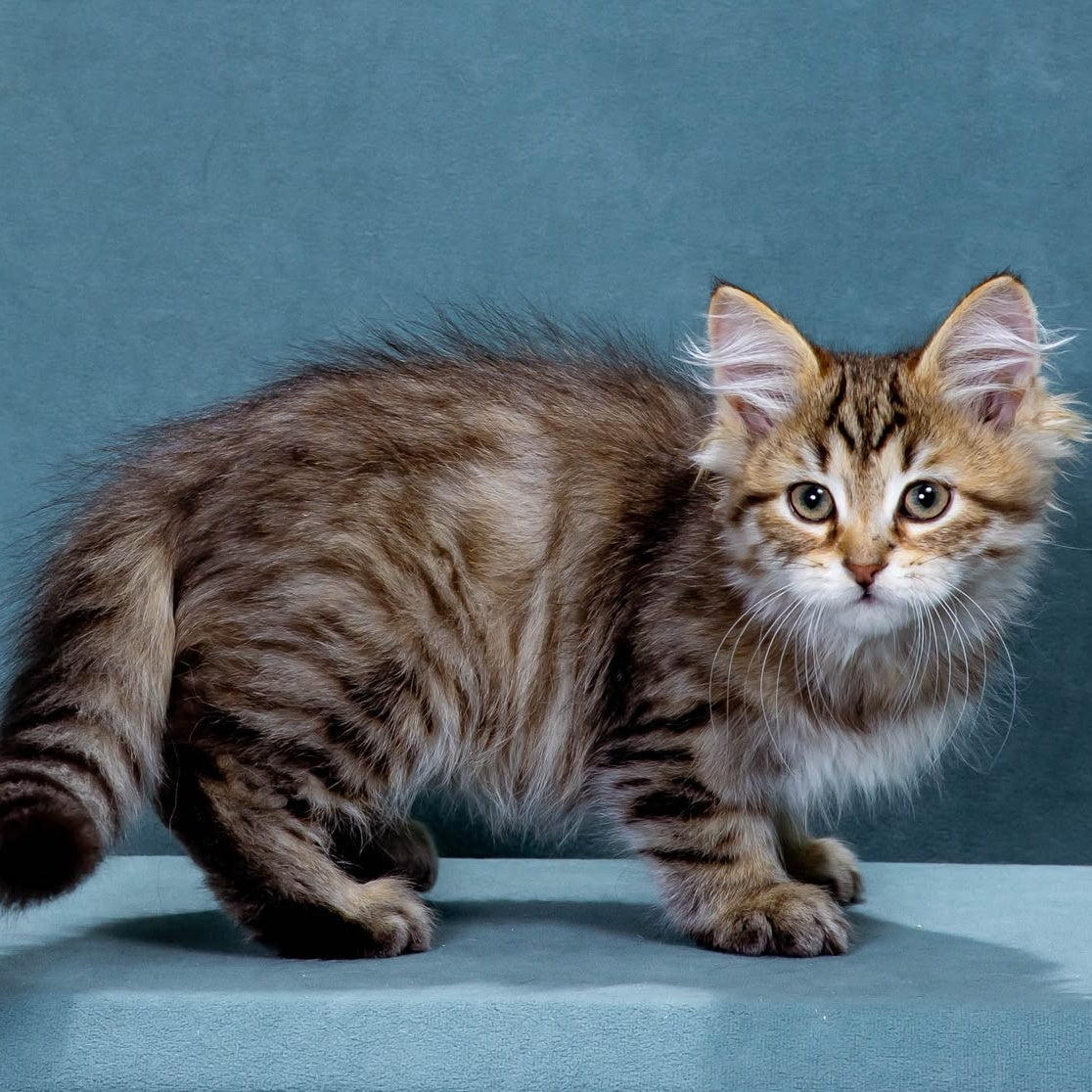 Korzhik Siberian male, black spotted tabby