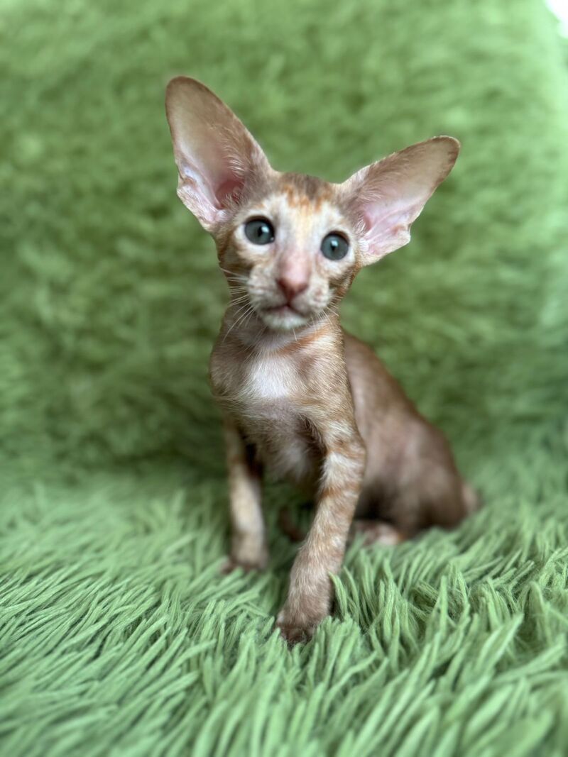 Luna Oriental Shorthair female cinnamon tortie - live animals