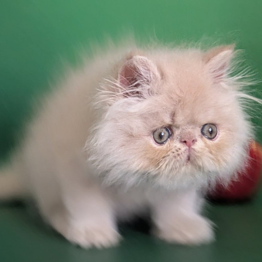 Tom Persian male, cream tabby