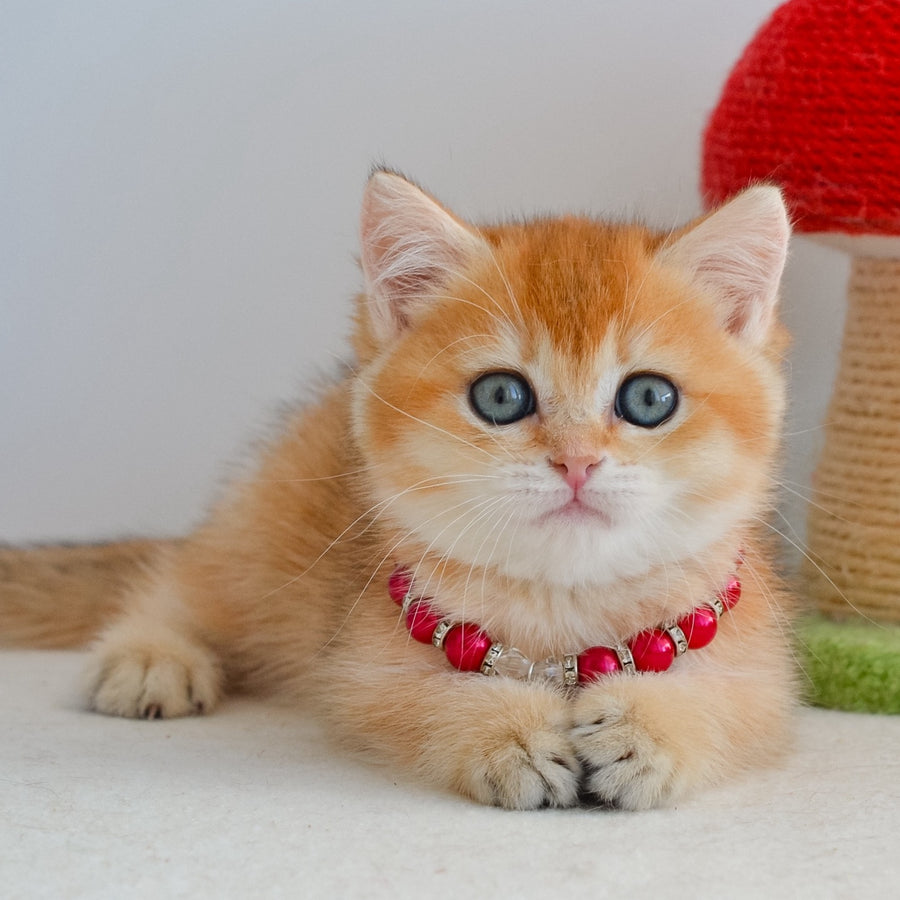 Iona British Shorthair female, black golden shaded