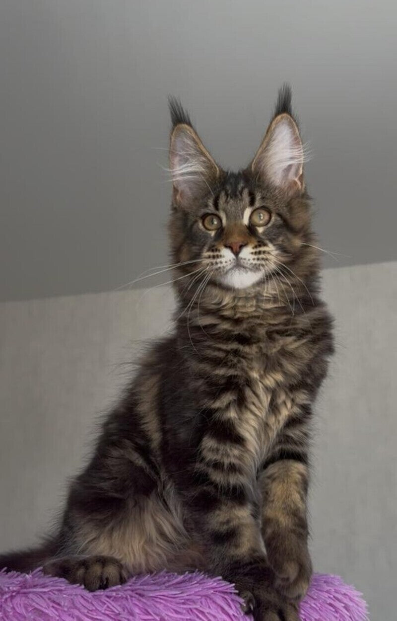 Victor Maine Coon male, black tabby