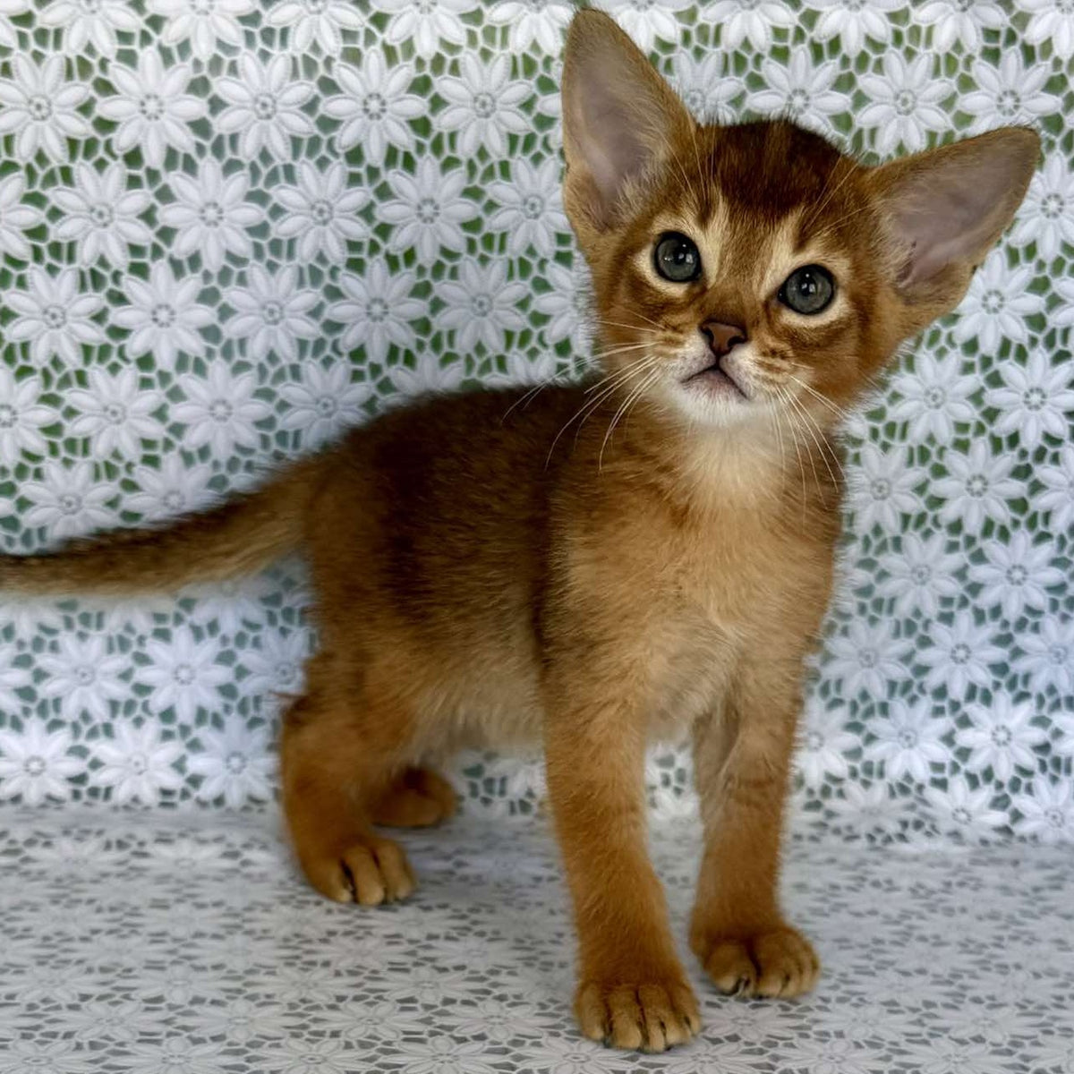 Hermes Abyssinian male, ruddy