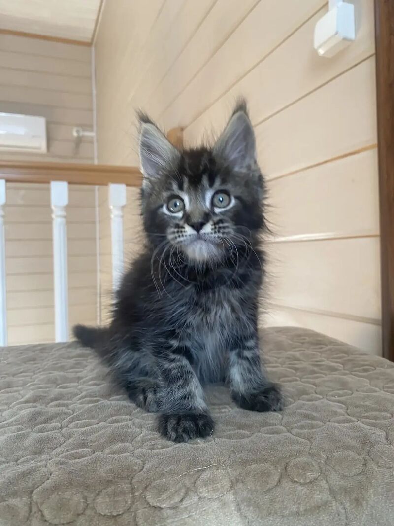 Infinity Maine Coon male black tabby live animals