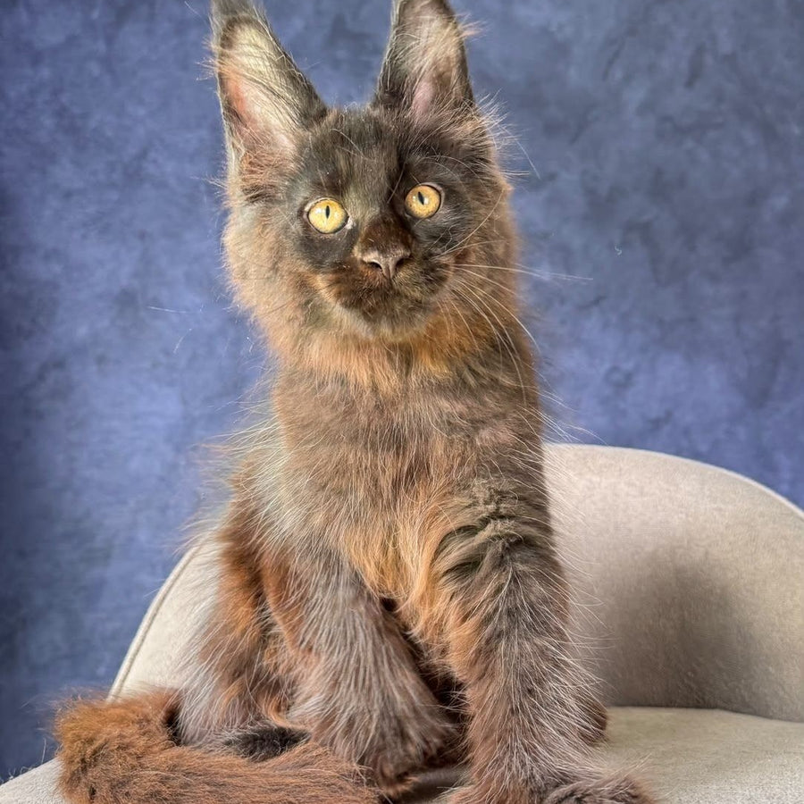 Rene Maine Coon polydactyl 6x6x6x6 male, black with white