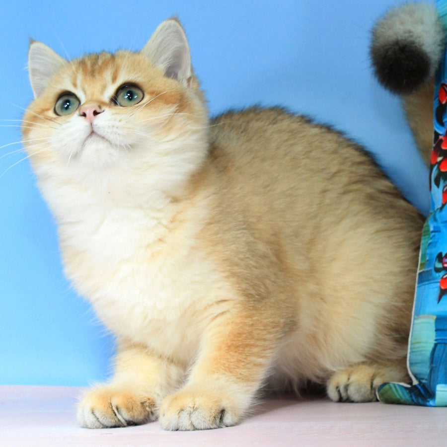 Quentin British Shorthair male, black golden shaded
