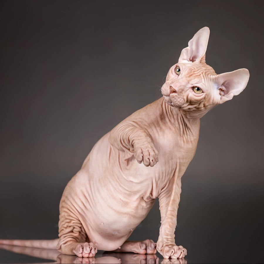 Uspeh Don Sphynx male, red