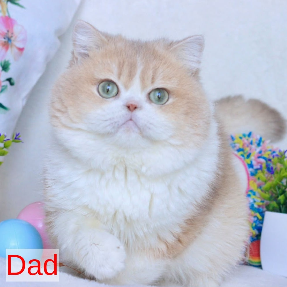 Zherom British Shorthair male, black golden chinchilla