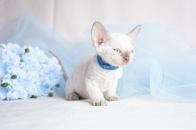 Oskar Devon Rex male, cinnamon pointed