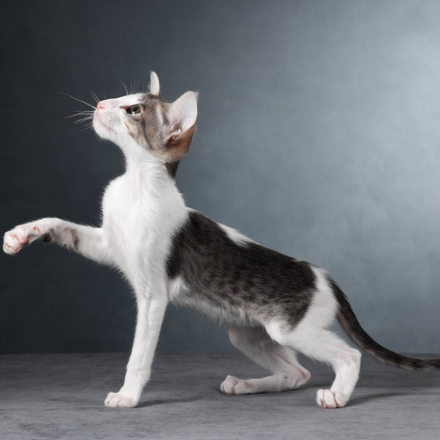 Stella Oriental Shorthair female, blue bicolour spotted tabby