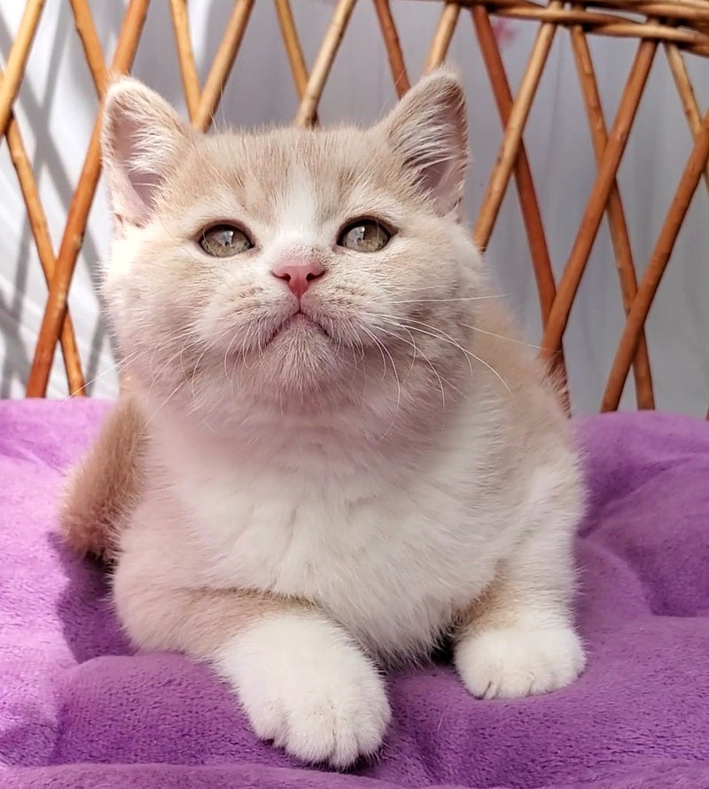 Uno British Shorthair male cream bicolour - live animals