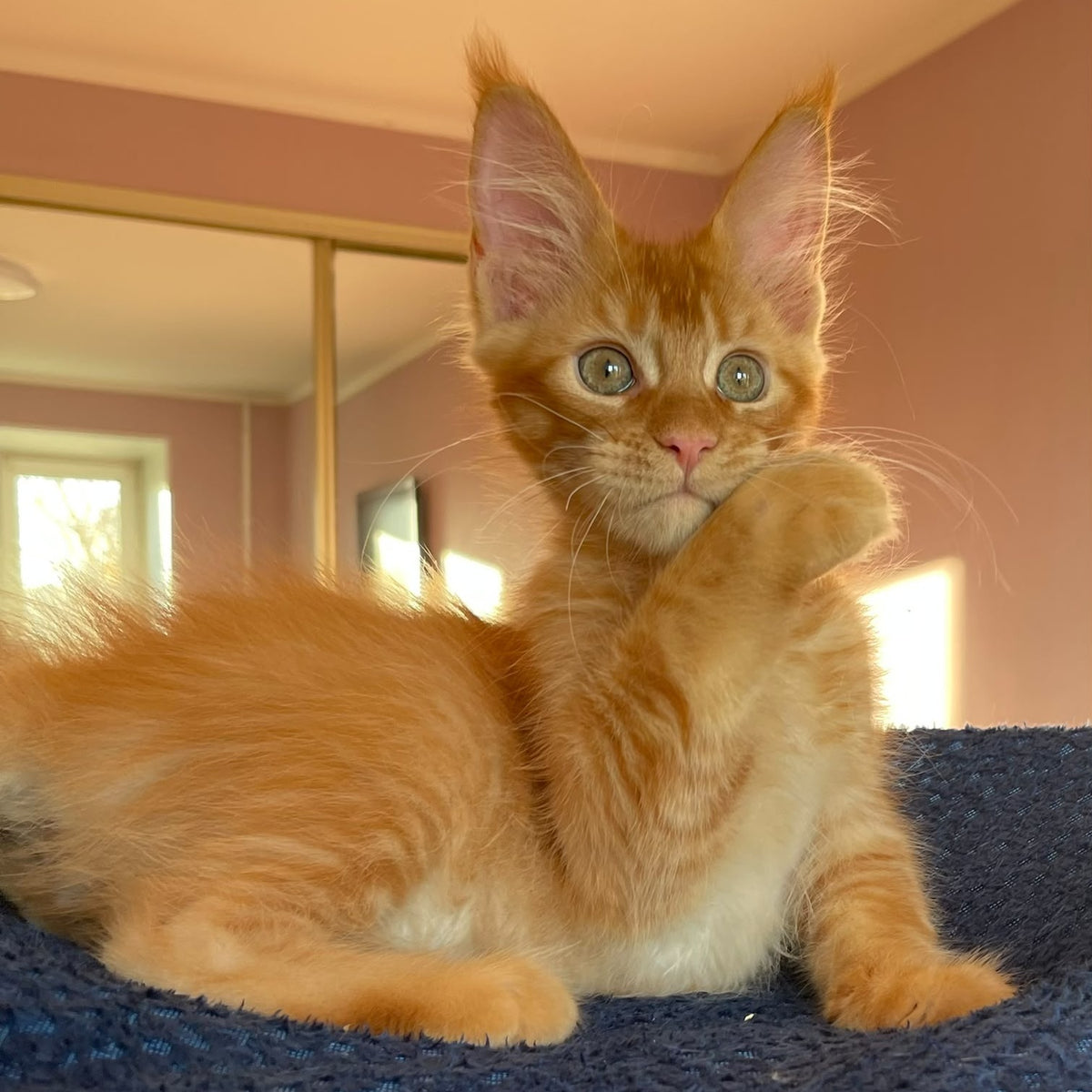 Kenzo Maine Coon male, red