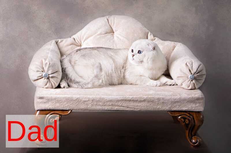 Princess Scottish Fold female, black silver shaded pointed