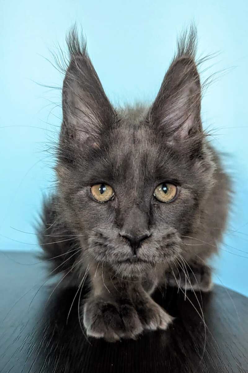 Baron Maine Coon polydactyl male, blue