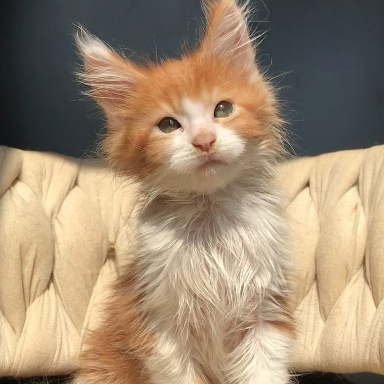 Amos Maine Coon male, red bicolour