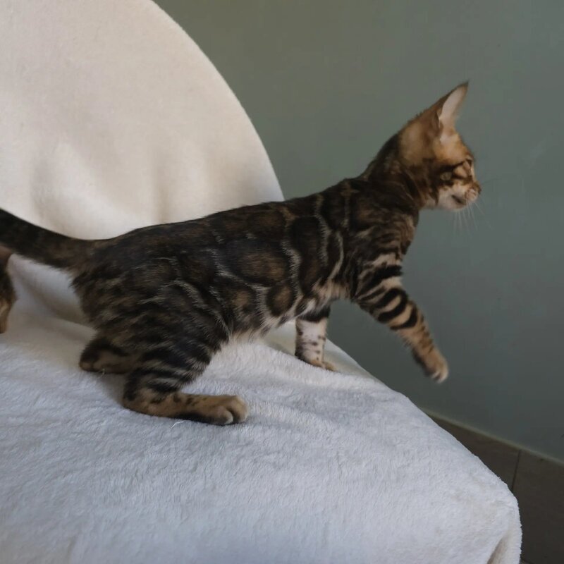 Тango Bengal male black spotted tabby - live animals