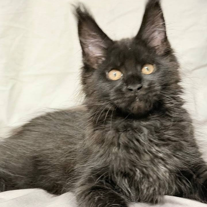 Galaxy Maine Coon female, black with white