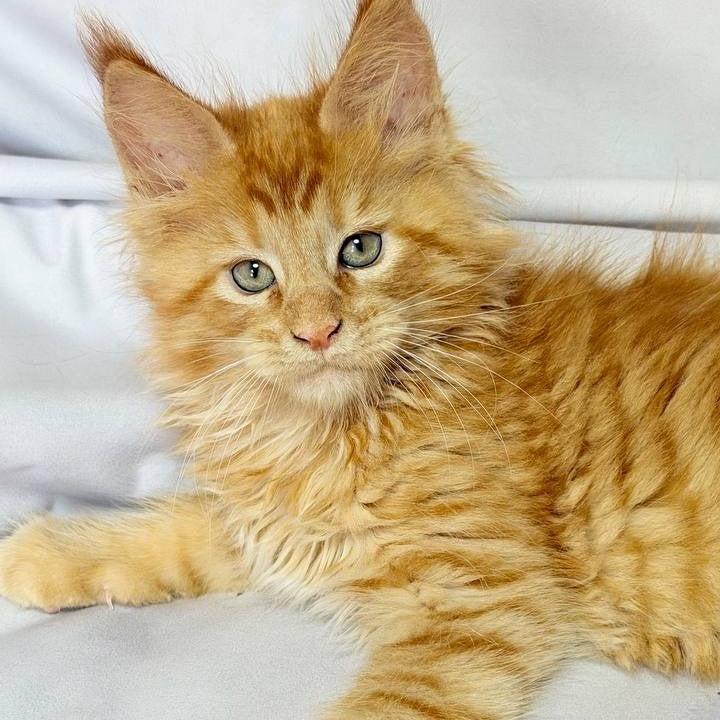 Maximilian Maine Coon male, red