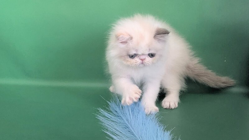 Nelli Persian female, blue tortie pointed bicolour