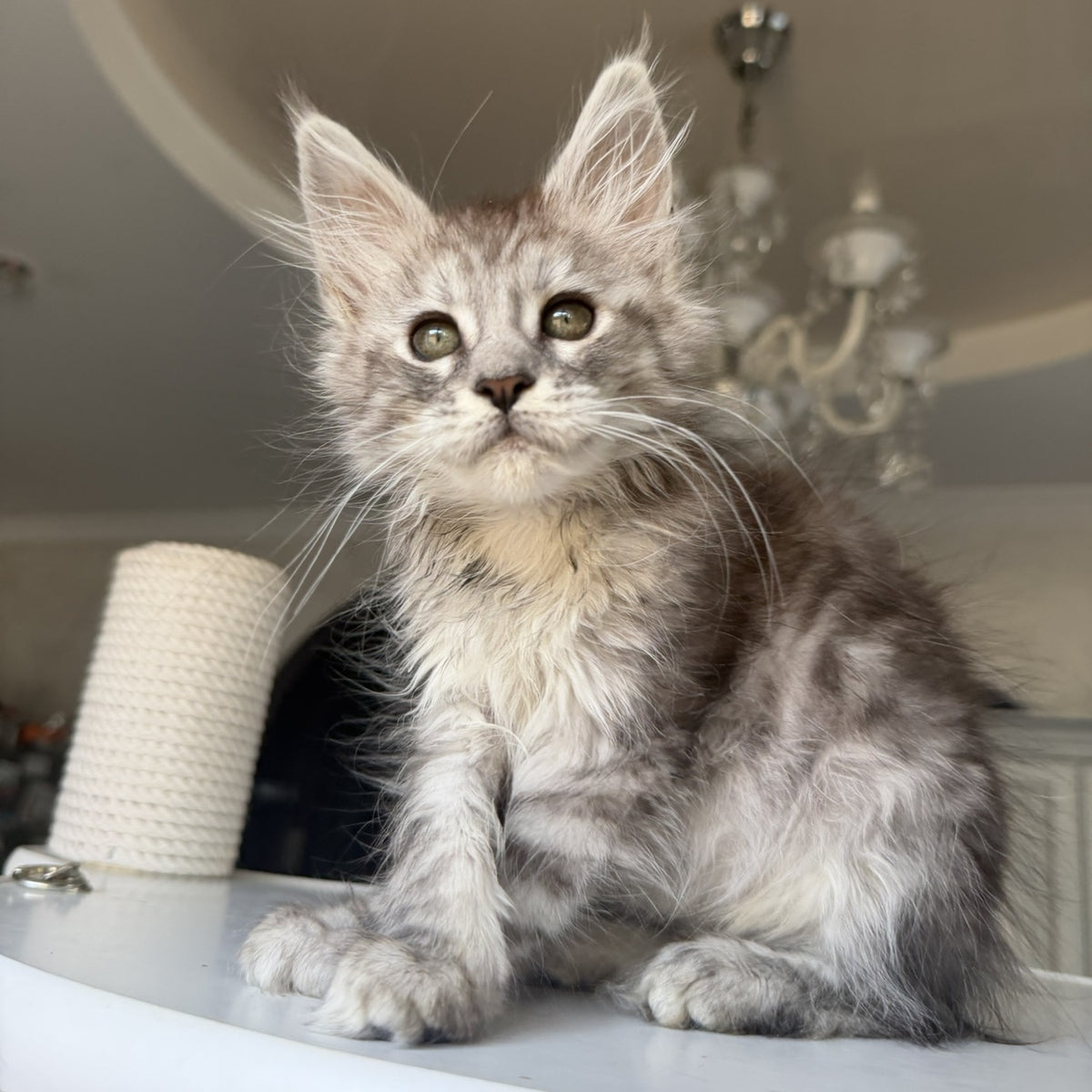 Diodora Maine Coon female, black silver tabby