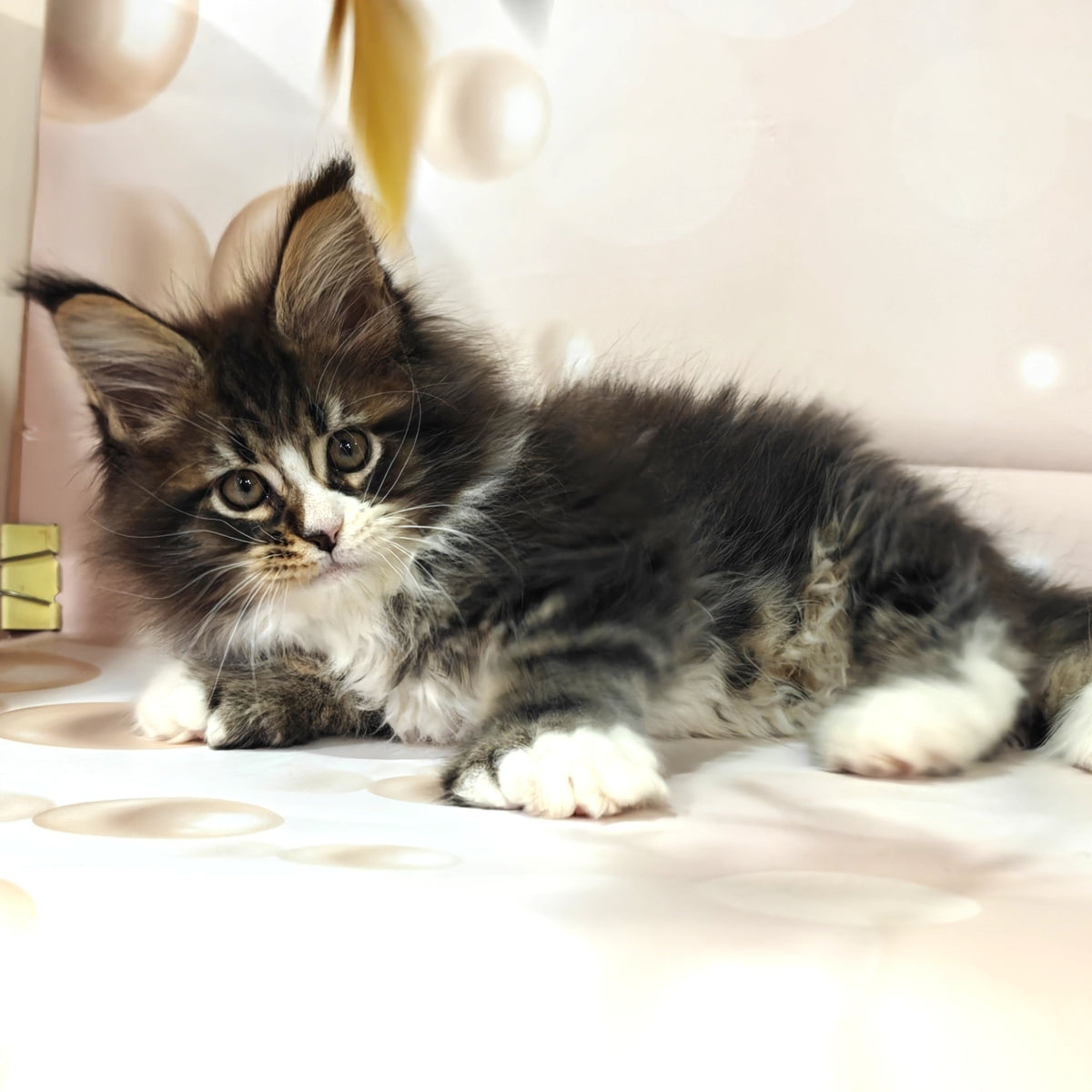 Cosmos Maine Coon polydactyl 6x6x6x6 male, black tabby with white