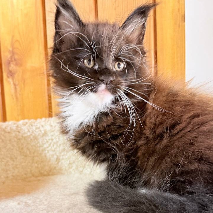Onyx Maine Coon male, black bicolour