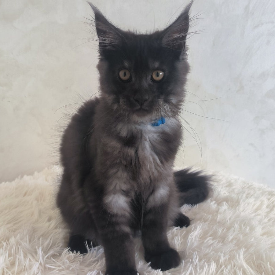 Xelius Maine Coon male, black silver