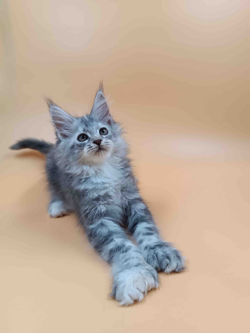 Juliana Maine Coon polydactyl 6x6x6x6 female, black tortie silver