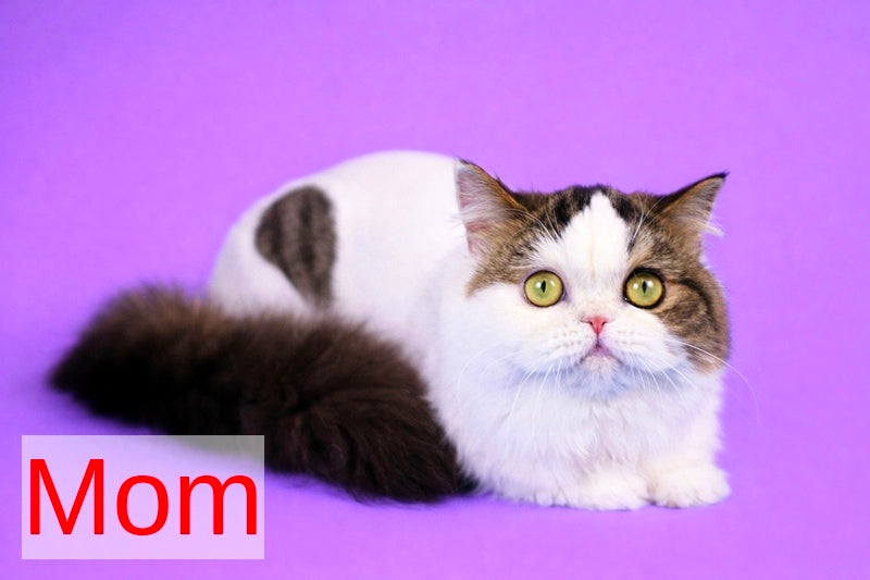 Eddi Scottish Straight male black tabby harlequin live animals
