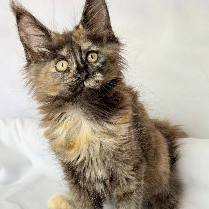 Lionella Maine Coon female, black tortie
