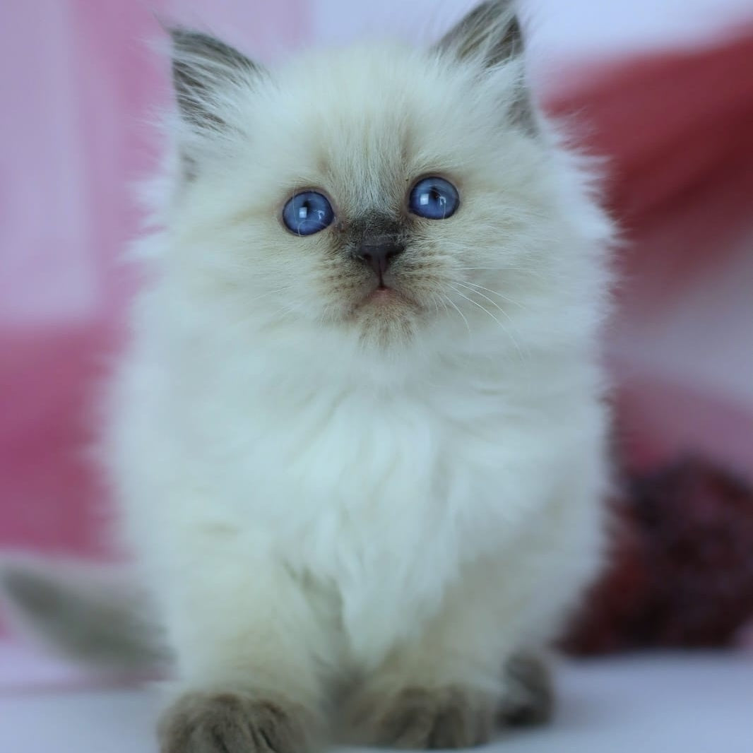 Hvoya Siberian female, blue pointed