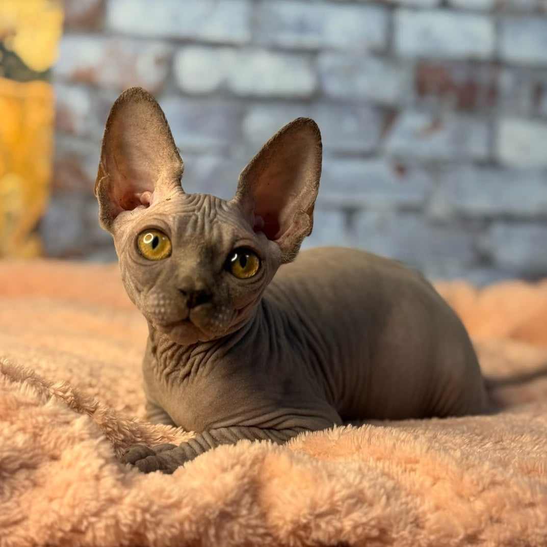 Gizmo Canadian Sphynx male, blue