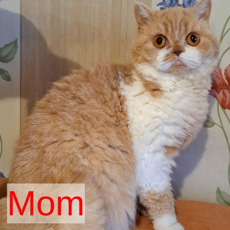 Platosha Selkirk Rex male, red silver bicolour