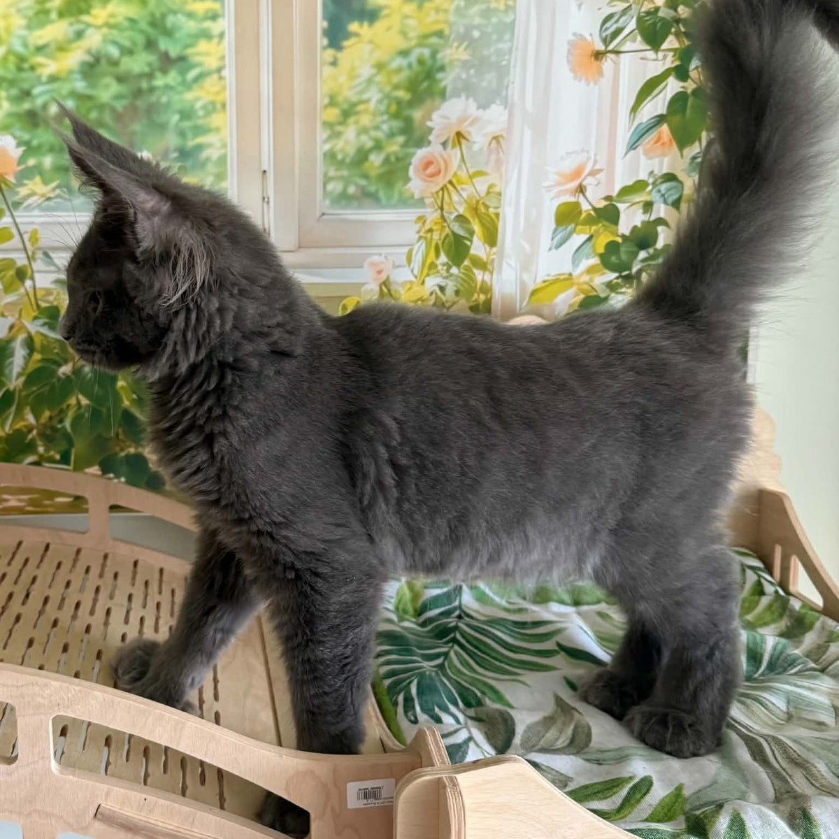 Yeremey Maine Coon polydactyl 6x6x6x6 male, blue