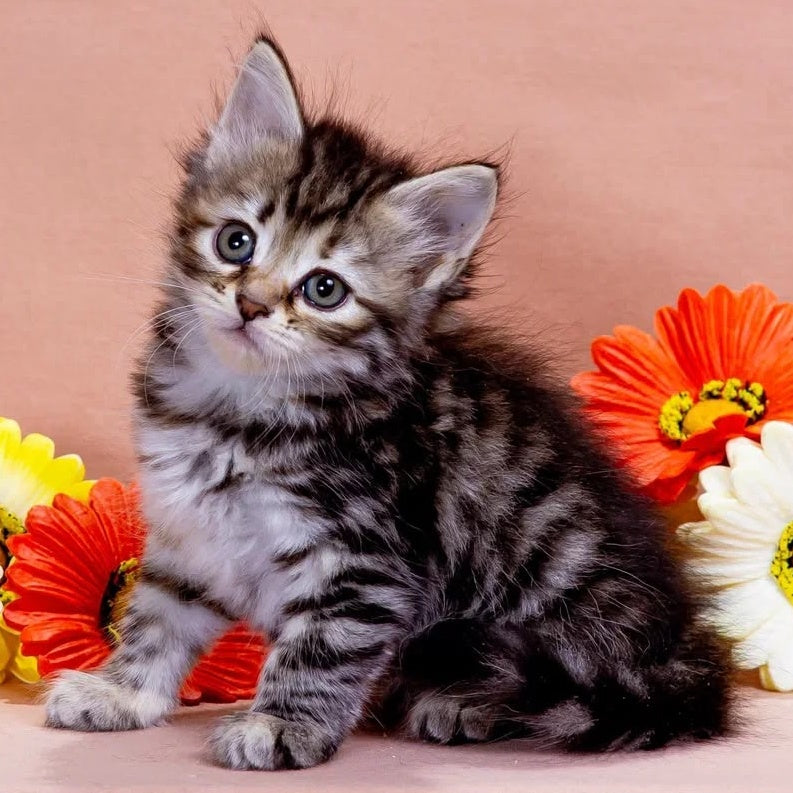 Zannet Siberian male, black tortie spotted tabby