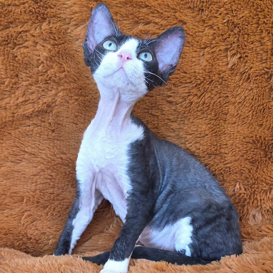 Ulya Devon Rex female, black bicolour