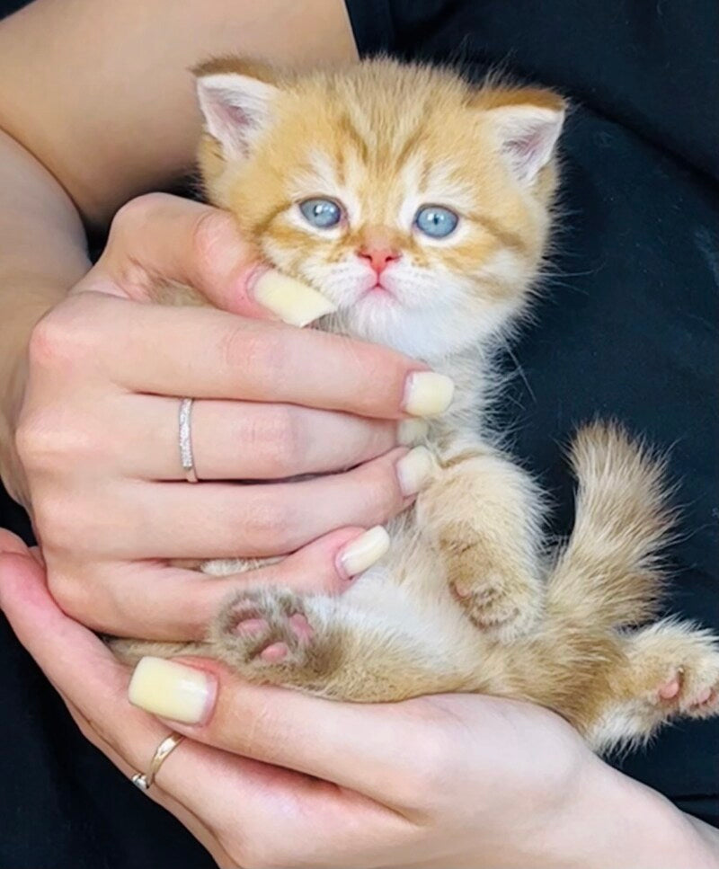 Evelyn British Shorthair female, cinnamon golden spotted tabby
