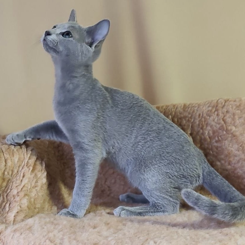 Les Russian Blue male, blue