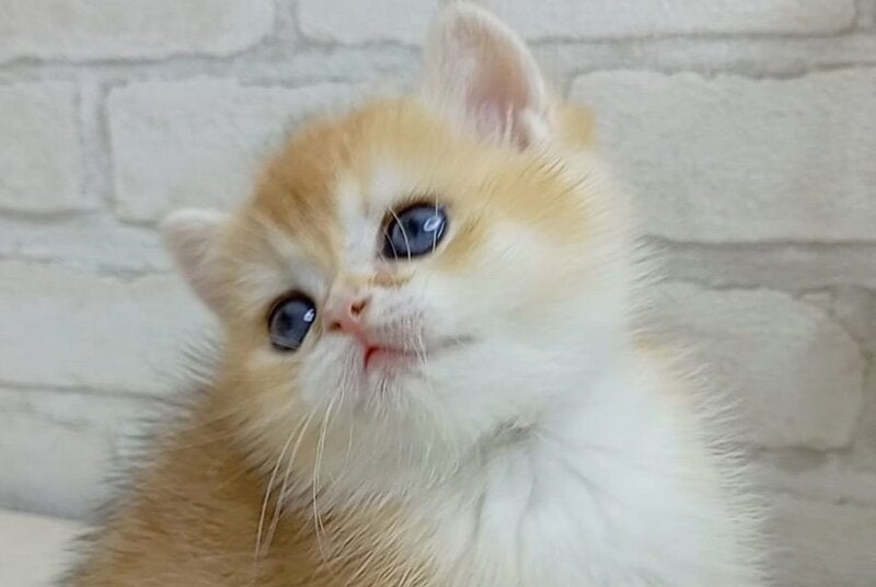 Marsi British Shorthair male, black golden chinchilla
