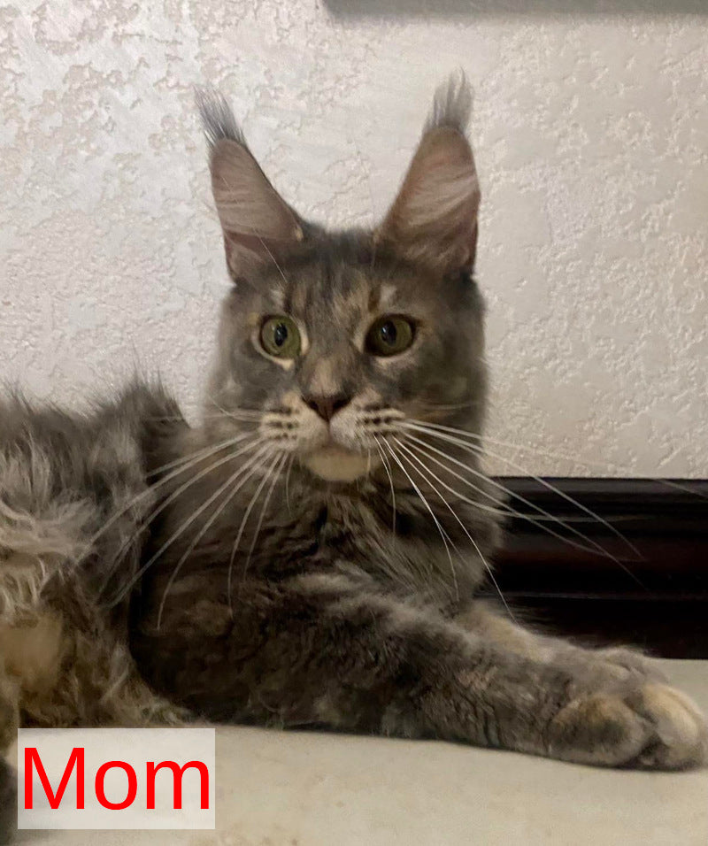 Wanessa Maine Coon female black tortie tabby live animals