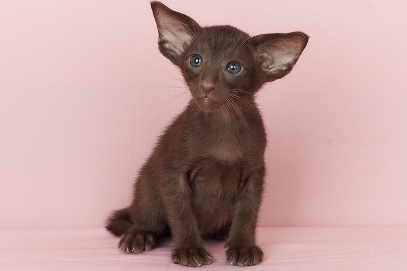 Quentin Oriental Shorthair male chocolate - live animals