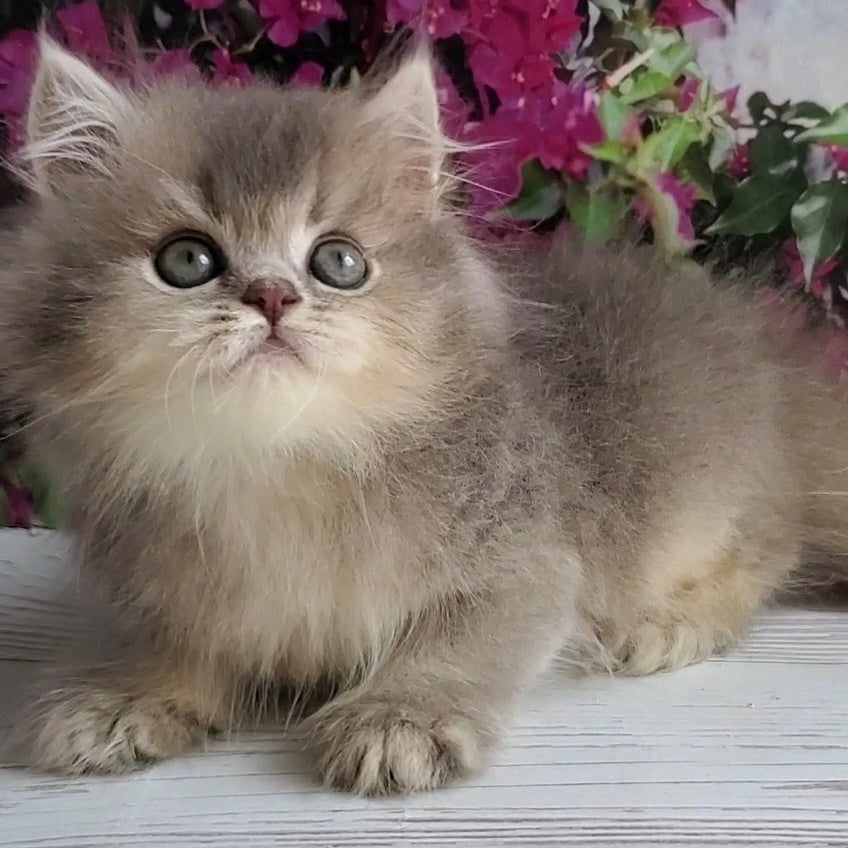 Cherry British Longhair female, blue golden ticked tabby