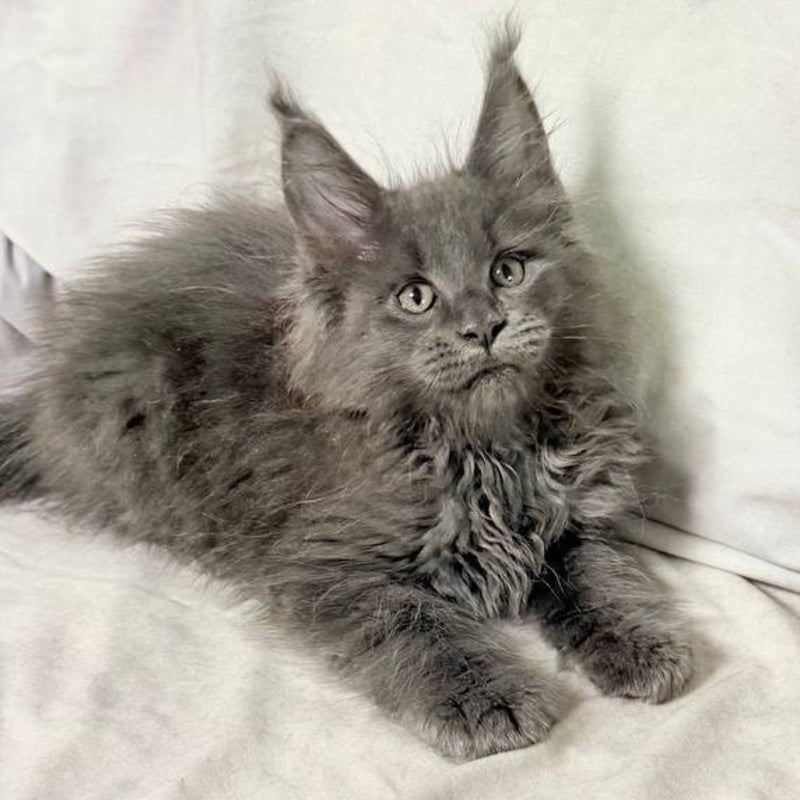 Jazz Maine Coon male, blue silver